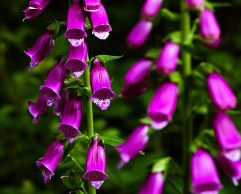 Daniel Burge Wild Communion plant medicine. Photo of Foxglove Digitalis Purpurea